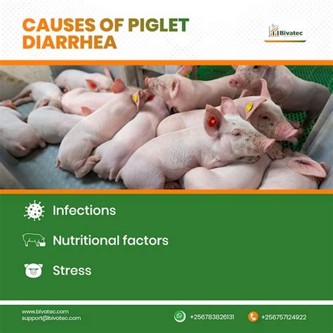 Piglet Diarrhea .